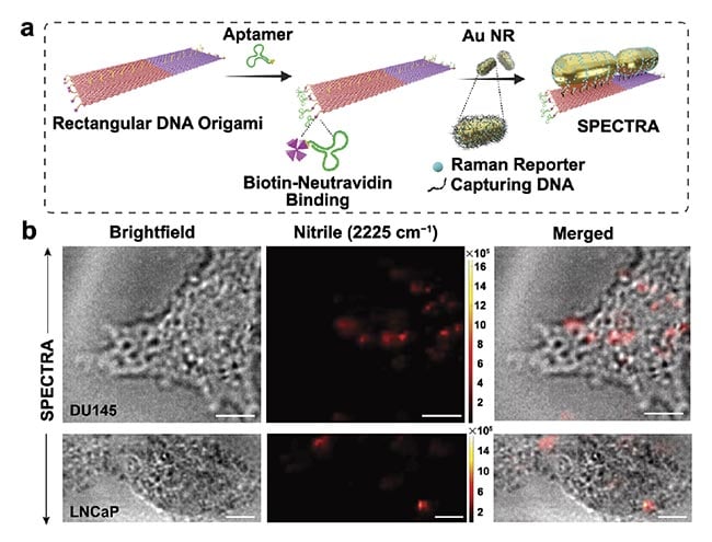 Figure 3. The step-by-step fabrication of the surface-enhanced Raman spectroscopy (SERS)-enabled plasmonically coupled nanoprobe (SPECTRA). An aptamer sequence specific to DU145 cells was selectively attached to the edges of a rectangular DNA origami template via biotin-neutravidin conjugation. Gold nanorods labeled with 4-mercaptobenzonitrile (4-MBN) were then arranged on the template in a nanoantenna configuration (a). In vitro cellular Raman imaging of DU145 and LNCaP cells incubated with SPECTRA (scale bar = 10 µm) (b). Adapted with permission from Reference 3.