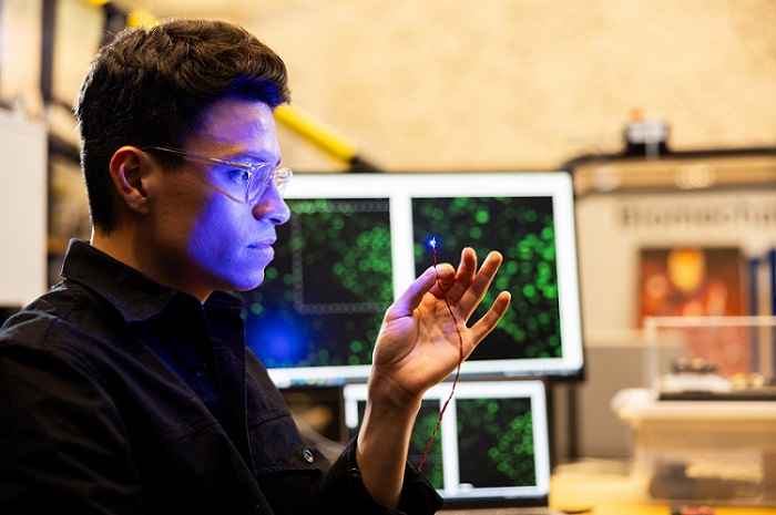 MIT researchers developed a way to help people with amputation or paralysis regain limb control. Instead of using electricity to stimulate muscles, they used light. Here, researcher Guillermo Herrera-Arcos looks at light shining from an optical neurostimulator. Courtesy of Steph Stevens.