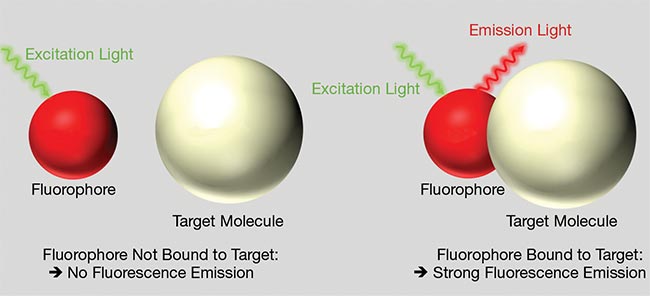 Figure 1. When a fluorophore is “free” (left), it does not emit fluorescent light upon excitation. A fluorophore that is bound to the target molecule emits strong fluorescence upon excitation. Courtesy of Delta Optical Thin Film.