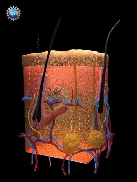 Illustration of skin tissues rendered transparent following saturation by FD & C Yellow 5, including the paths of photons reflecting off un-dyed tissues. Courtesy of Keyi “Onyx” Li/U.S. National Science Foundation. 