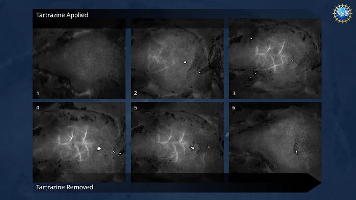 Time-lapse images of blood vessels in the brain just beneath the skull of a sedated mouse, revealed without any surgery, incisions, or damaging the mouse’s bone or skin. Courtesy of Stanford University/Gail Rupert/NSF.