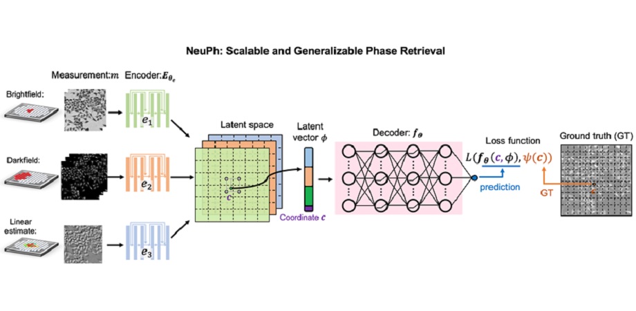 A diagram showing NeuPh’s scalable and generalizable phase retrieval. The LCNF network uses a CNN-based encoder to learn and encode measurement information into a latent-space representation, while a MLP decoder reconstructs the phase values at specific locations with an increased spatial resolution by synthesizing local conditional information from the corresponding latent vectors. Courtesy of H. Wang et al., doi 10.1117/1.APN.3.5.056005.