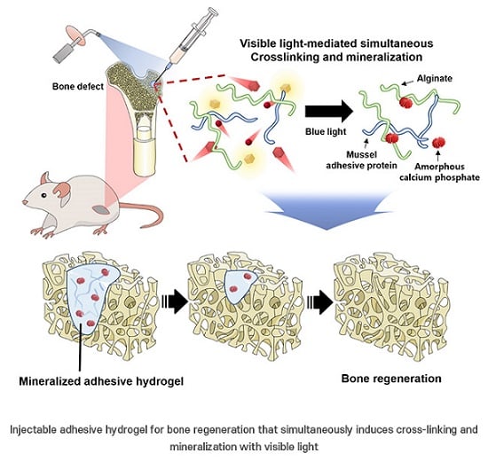 POSTECH researchers have developed an injectable adhesive hydrogel to support bone regeneration. Irradiating the hydrogel with visible light simultaneously induces crosslinking and mineralization. Courtesy of Pohang University of Science and Technology.