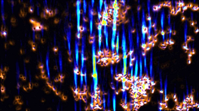 The glass-coated bacteria cells focus light into very bright beams, paving the way for advanced imaging technologies. These microlenses could enable higher-resolution image sensors and enhance conventional microscopy. Courtesy of University of Rochester/The Meyer Lab.