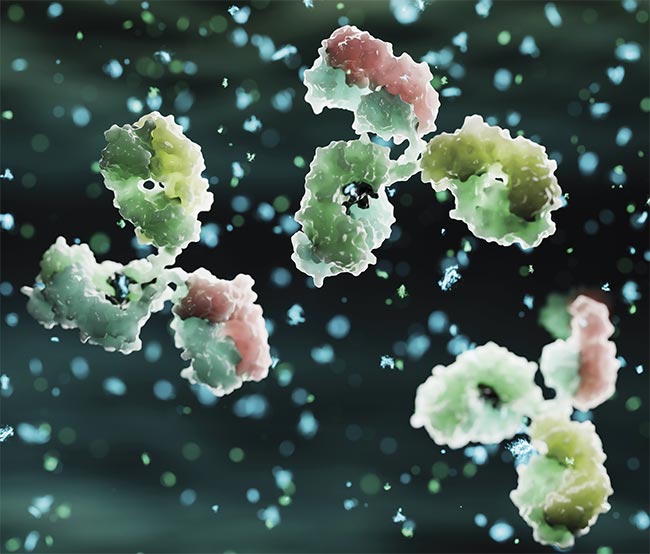 Immunoglobulin, the most common type of antibody. The identification of antibodies through carefully designed panels makes flow cytometry useful for diagnostics. Courtesy of iStock.com/koto_feja.