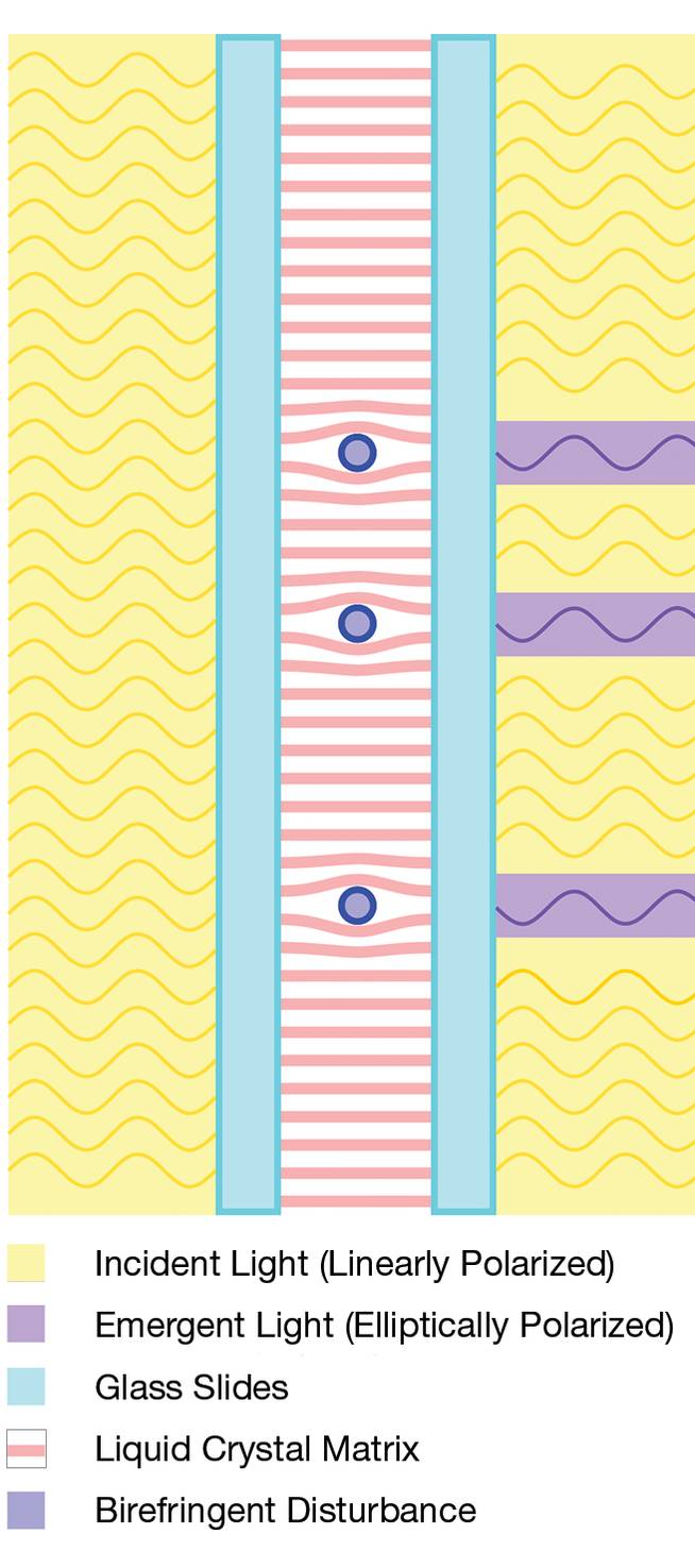Figure 2. A simplified AccuPath sample slide construction and function diagram. Courtesy of Crystal Diagnostics.