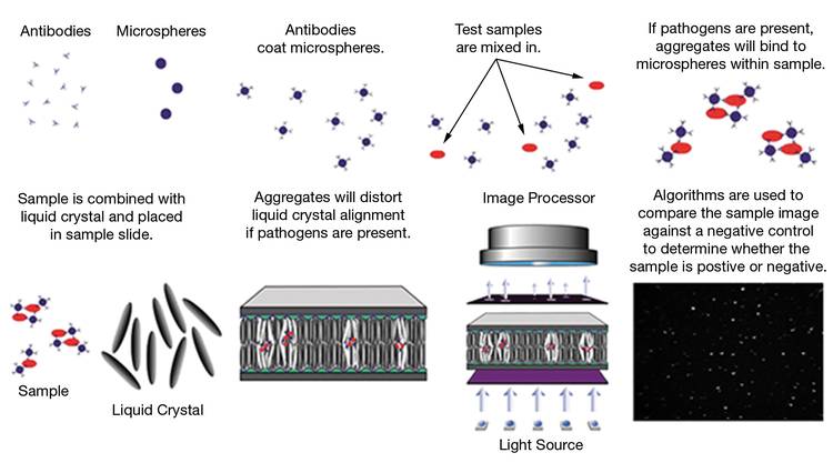 Figure 4. A process diagram — from sample preparation to image — using Crystal Diagnostics’ solution for foodborne pathogen detection. Courtesy of Crystal Diagnostics.