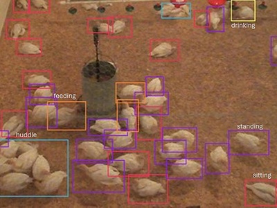 From the videos, the researchers took individual image frames and manually labeled the turkeys’ behaviors, including feeding, drinking, sitting, standing, perching, huddling and wing flapping. Courtesy of Penn State.