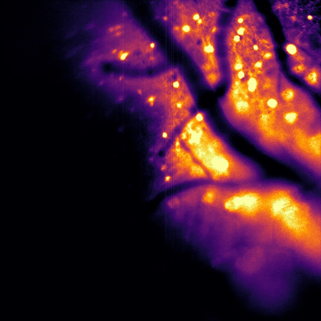 This image shows the cortical neurons of a lab mouse bioluminescing while the mouse runs on a wheel. The large, dark tube-like structures are blood vessels. Courtesy of Brown University/Jeremy Murphy.