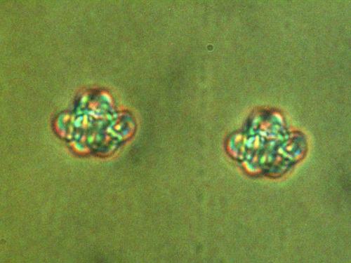 Vortex knots inside a chiral nematic liquid crystal (LC). Courtesy of the University of Colorado, Boulder/Ivan Smalyukh.
