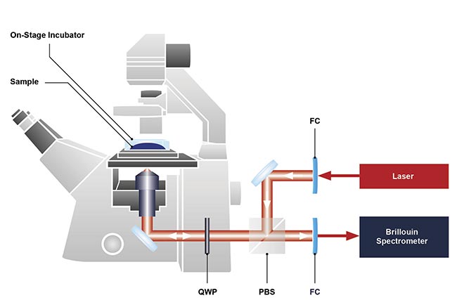 The basic design of a Brillouin microscope integrated with a conventional inverted optical microscope. FC: fiber coupling; PBS: polarizing beam splitter; QWP: quarter wave plate. Courtesy of CellSense Technologies.