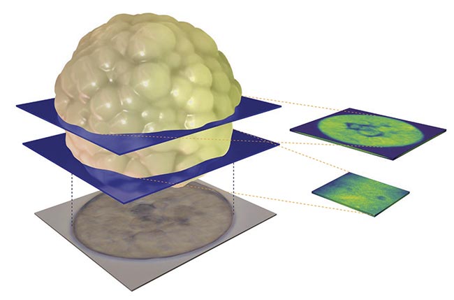 Brillouin microscopy can ultimately provide 3D images of samples as well as their material properties. Courtesy of CellSense Technologies.