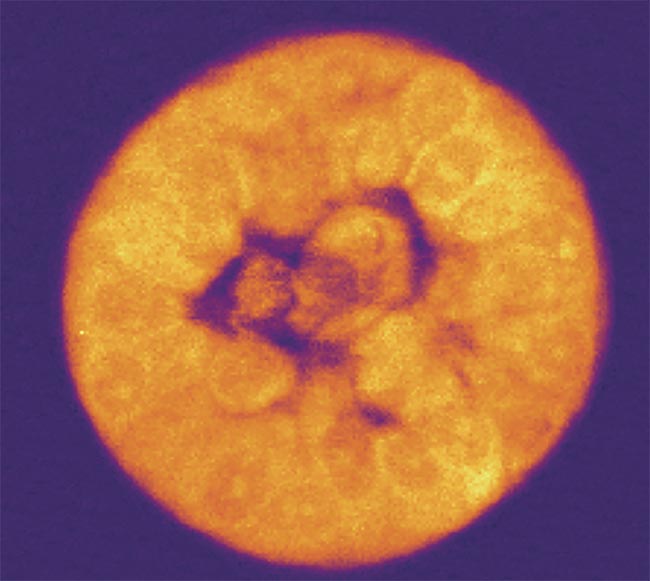 An example of a Brillouin shift, defined as a frequency shift of light that illuminates the elasticity and viscosity of a sample. Courtesy of CellSense Technologies.