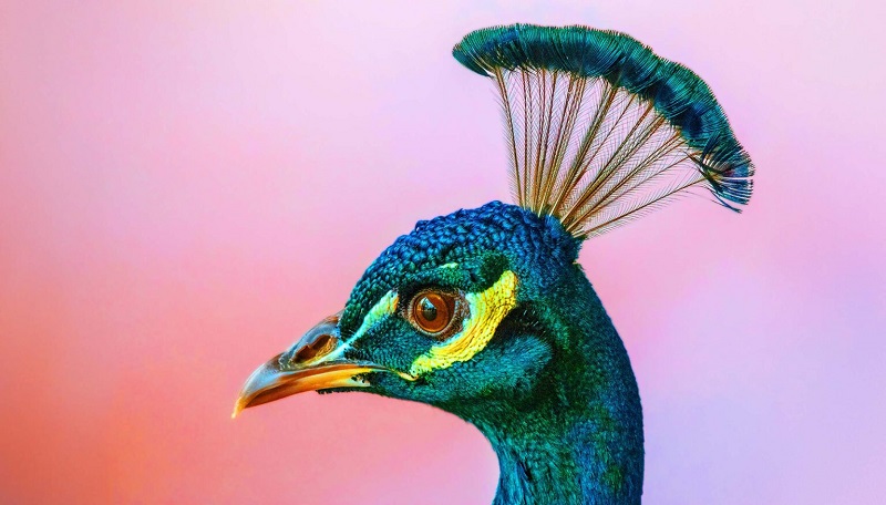 Participants in the study described the new color as a blue-green or peacock green far more saturated than the nearest monochromatic color. Courtesy of UC Berkeley/Marissa Gutierrez.