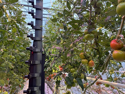 IUNU's LUNA platform combines machine vision, automation, AI, plant science, and people to help future-proof greenhouse operations. Courtesy of IUNU.
