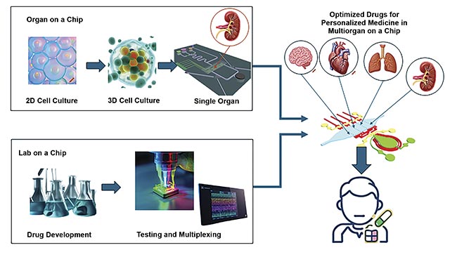 A depiction of future advancements in biomedical research. Traditional 2D cell models are replaced by 3D cell cultures that better mimic the microphysiological environment of specific organs using OoC technology. In parallel, drug screening is becoming increasingly efficient and multiplexed through the use of LoC platforms. Created in https://craiyon.com. Courtesy of Silicon Austria Labs.