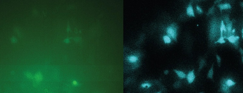 When imaging low protein levels in live cells on the high-sensitivity QIScope, bioluminescence (blue) significantly outperforms fluorescence (green). Courtesy of Helmholtz Munich/Ruyu Ma.