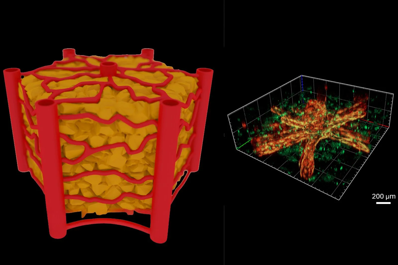 Schematic representation of a hepatic lobule (left) and 3D view of the vascularized hepatic lobule on-chip after 9 days of culture (right). Courtesy of TU Wien.