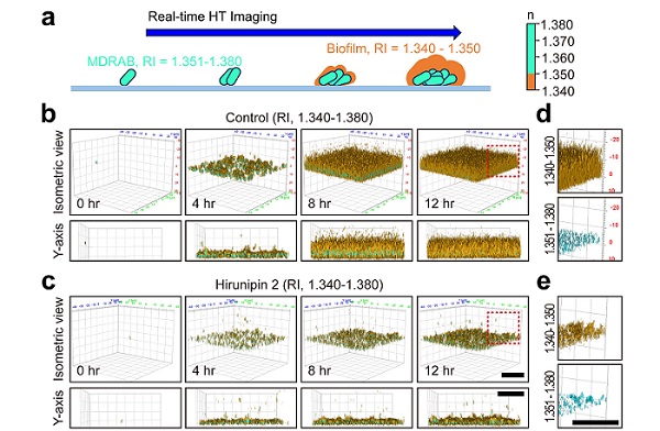 a): Experimental design of real-time 3D holotomography (HT) imaging of biofilm formation and color map of refractive index (RI). b,c): Representative 3D HT images of multidrug-resistant <I>Acinetobacter baumannii</I> (MDRAB) biofilms, untreated as (b) control or treated with (c) Hirunipin-2 over 12 hours. Images for each time are shown in isometric view at the top and Y-axis view at the bottom. d,e): Segmented 3D HT images of MDRAB biofilm for (d) control or (e) Hirunipin-2 for insets of Figure 4b,c. Images are shown in specific RI range (top, RI = 1.340-1.350; bottom, RI = 1.351-1.380). Courtesy of Korea Basic Science Institute.