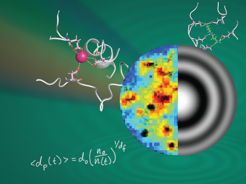 This image offers a look inside biomolecular condensates, the tiny, membraneless compartments within cells. The circular visualization represents a condensate, with left half (colorful) showing intricate nanoscale organization as revealed by superresolution microscopy. The right half (concentric rings) represents holographic microscopy, which provides precise measurements of the condensate’s overall composition and dynamic behavior. Together, these advanced imaging methods, along with molecular simulations (top right structure) and mathematical models (bottom left equation), are helping researchers unlock the complex secrets of these essential cellular structures. Courtesy of Julian von Hofe and Saumya Saurabh.