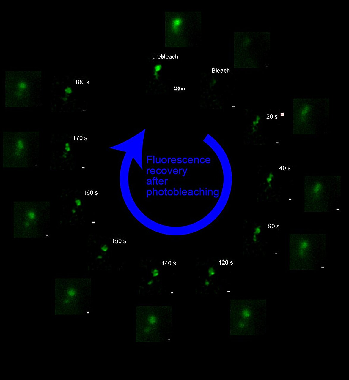 FRAP-SR tracks foci through time in seconds. The fast reappearance of the green signal after photobleaching indicates fast exchange of the protein. The sub-compartments within each foci were not previously recognized. Courtesy of Queen Mary University of London. 