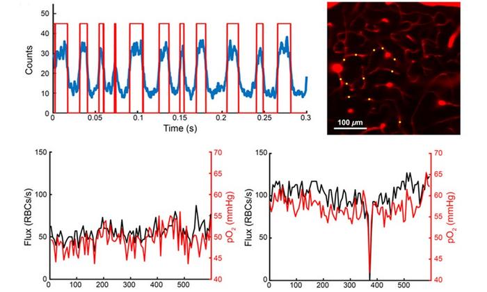 Researchers used a two-photon phosphorescent probe to monitor capillary flux and oxygen in sets of capillaries, obtaining a robust oxygen and flux estimate within each capillary, sufficient to observe spontaneous stalls in blood flow. They consistently observed a distinct drop in intracapillary oxygen for the duration of the stall, followed by rapid recovery back to normal levels on the resumption of flow. Courtesy of J. Giblin et al., doi: 10.1117/1.NPh.12.S2.S22803.